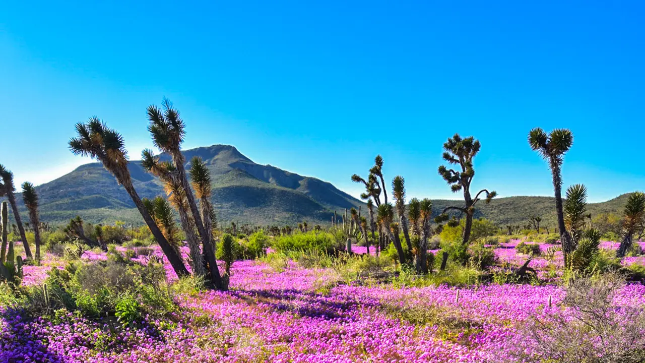 Estos son todos los detalles acerca del Valle de los Cirios en Baja California. Foto: Cortesía.