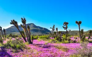 Valle de los Cirios, uno de los tesoros naturales más bonitos de Baja California; qué hacer