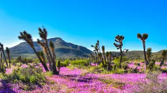 Valle de los Cirios, uno de los tesoros naturales más bonitos de Baja California; qué hacer