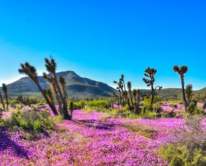 Valle de los Cirios, uno de los tesoros naturales más bonitos de Baja California; qué hacer