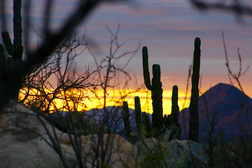 Estas son algunas de las reglas que debes seguir en el Valle de los Cirios. Foto: Cortesía. 