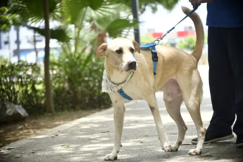 14 mascotas en busca de un hogar en Mazatlán. Foto: Cortesía