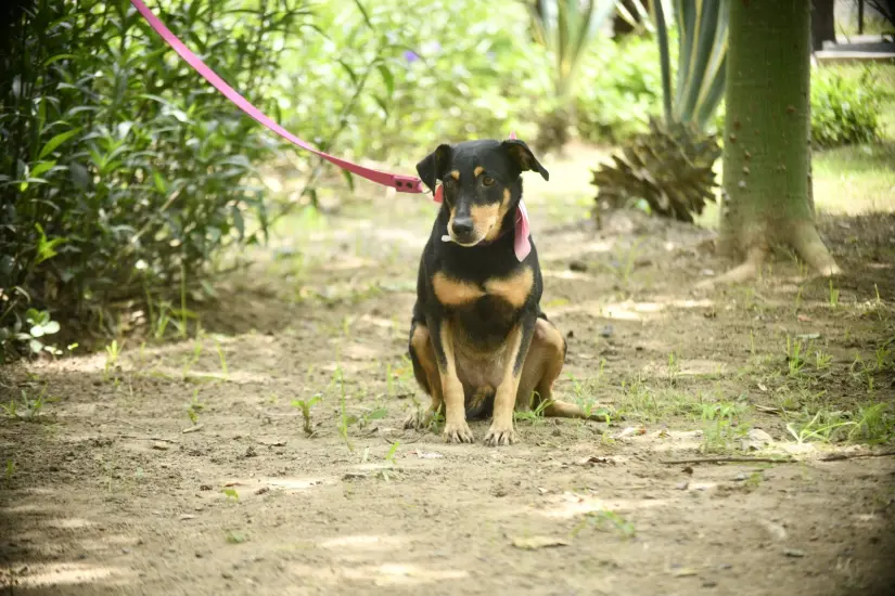 A través de Huellitas del Bienestar se promueve la adopción de mascotas. Foto: Cortesía
