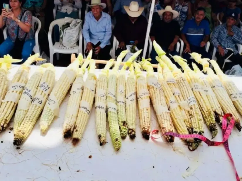 Concurso del elote más grande del mundo. Foto: Cortesía.