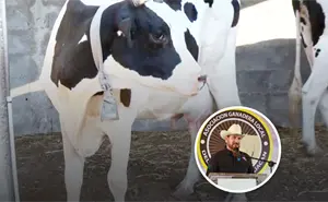 UGRS busca mejorar el precio de la leche en Sinaloa para apoyar a los ganaderos