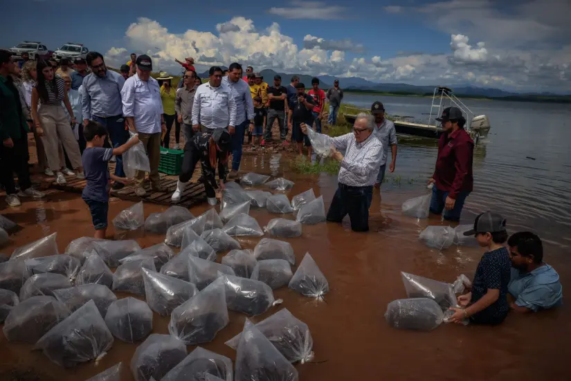 Se depositaron 2 millones de alevines en presa Sanalona. Foto: Gob. de Sinaloa