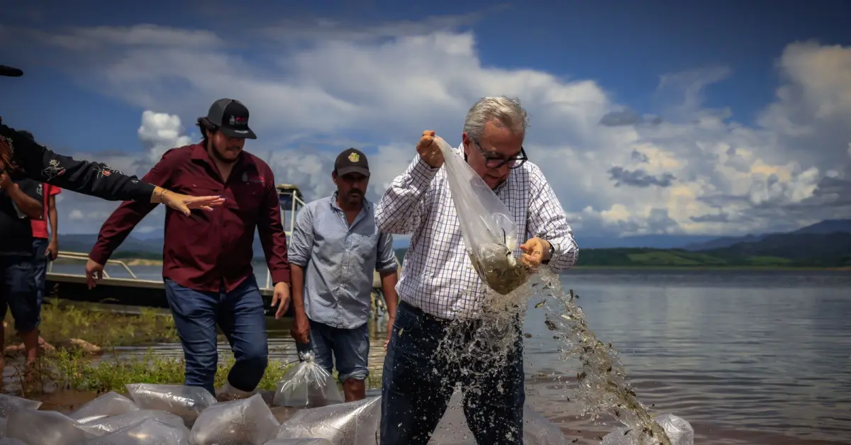 Gobierno de Sinaloa inicia siembra de alevines en la presa Sanalona y 13 embalses más de Culiacán