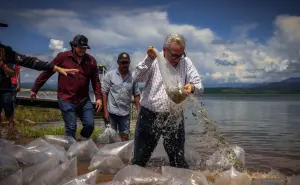Gobierno de Sinaloa inicia siembra de alevines en la presa Sanalona y 13 embalses más de Culiacán