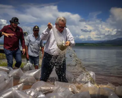 Gobierno de Sinaloa inicia siembra de alevines en la presa Sanalona y 13 embalses más de Culiacán