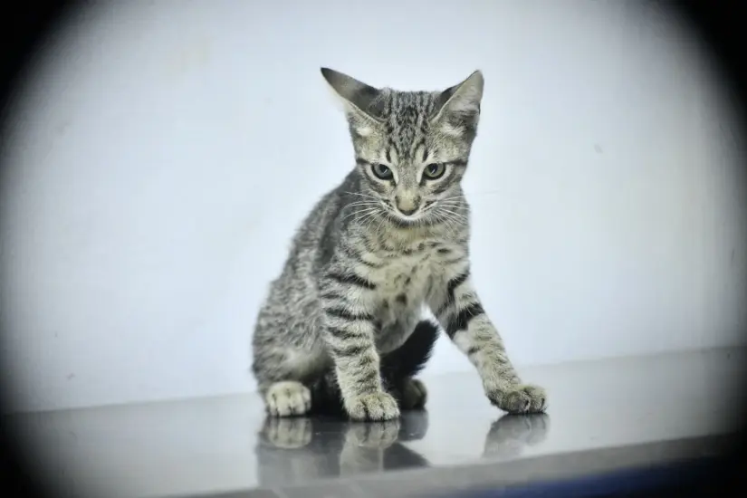 Serán 3 gatitos los que estarán en adopción este sábado en Mazatlán. Foto: Cortesía