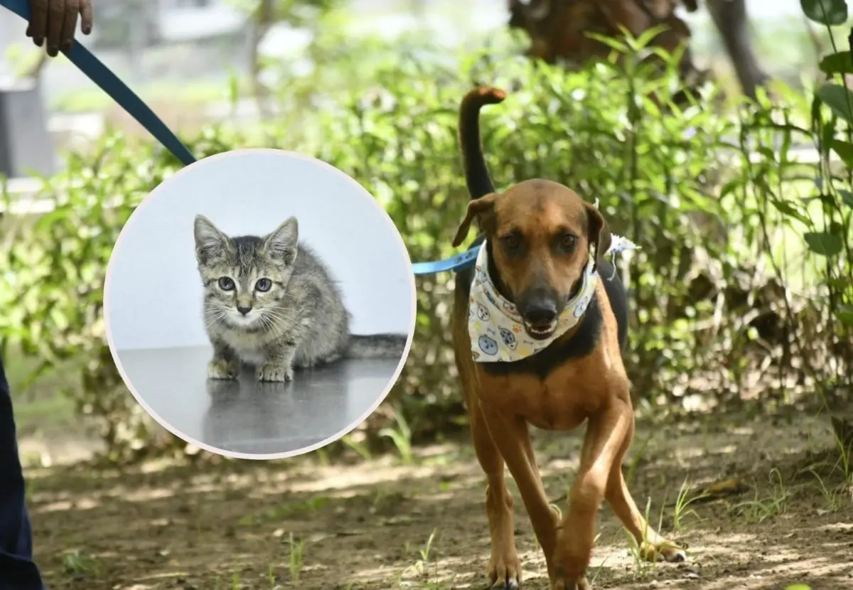 14 mascotas serán puestas en adopción este sábado en Mazatlám. Foto: Cortesía