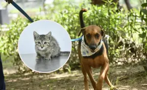 Tamarindo y Tiki son algunos de los lomitos y gatitos que buscan un hogar en Mazatlán