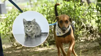 Tamarindo y Tiki son algunos de los lomitos y gatitos que buscan un hogar en Mazatlán