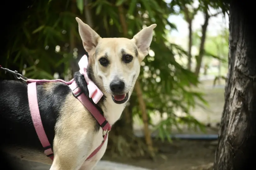 Uno de los lomitos que busca hogar en Mazatlán. Foto: Cortesía