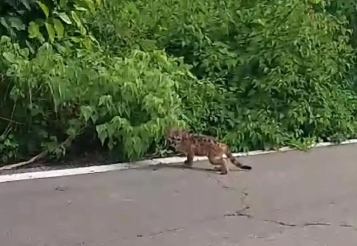 Graban cría de ocelote, en peligro de extinción, por la carretera Coyotitán-San Ignacio