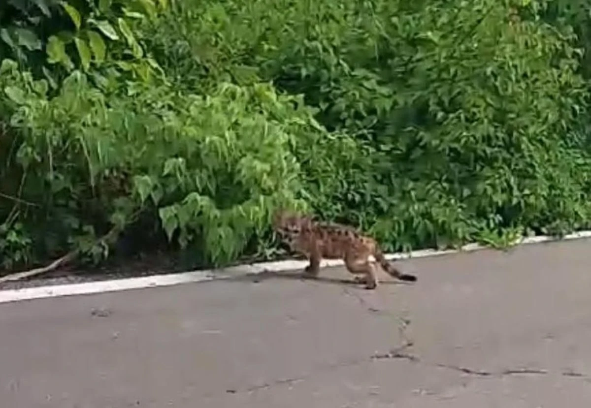 Avistan cría de puma por la carretera Coyotitán-San Ignacio. Foto: Yolanda Tenorio