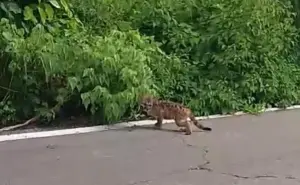 Graban cría de puma, en peligro de extinción, por la carretera Coyotitán-San Ignacio