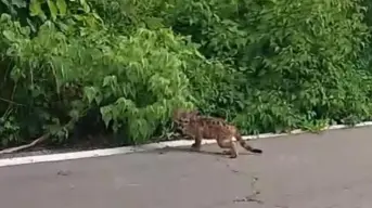 Graban cría de puma, en peligro de extinción, por la carretera Coyotitán-San Ignacio