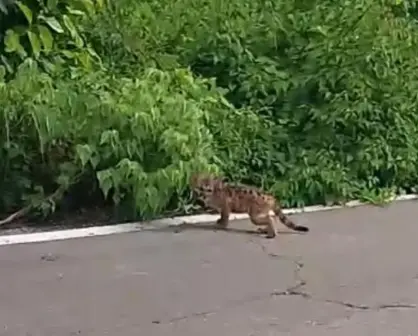 Graban cría de puma, en peligro de extinción, por la carretera Coyotitán-San Ignacio
