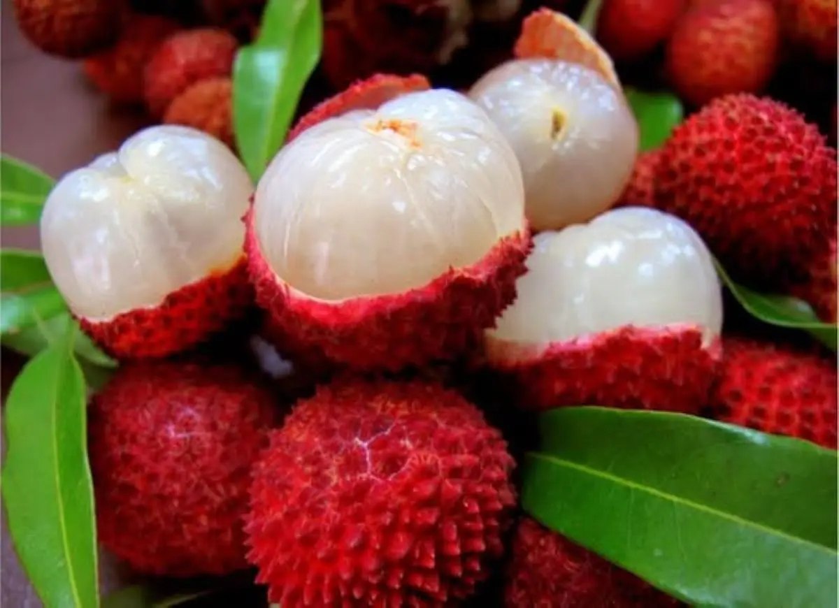 El cultivo nacional de litchi en México que nació de una colección particular en Eldorado, Sinaloa. Foto Iván Medina. El Sol de Sinaloa