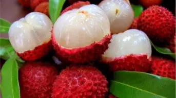 El Dorado, tierra de lichis: tradición centenaria que conquista mercados internacionales