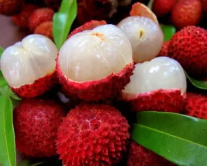 El Dorado, tierra de lichis: tradición centenaria que conquista mercados internacionales