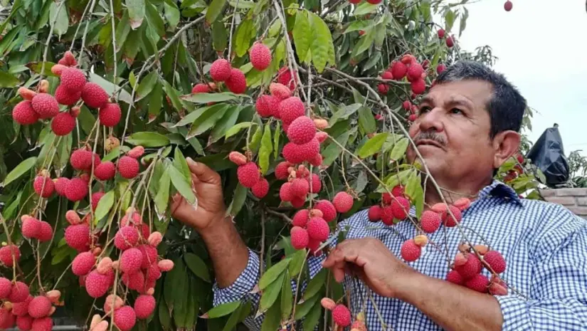 En Eldorado, Sinaloa se iniciaron los primeros huertos comerciales de litchis. Foto: Manuel Aceves