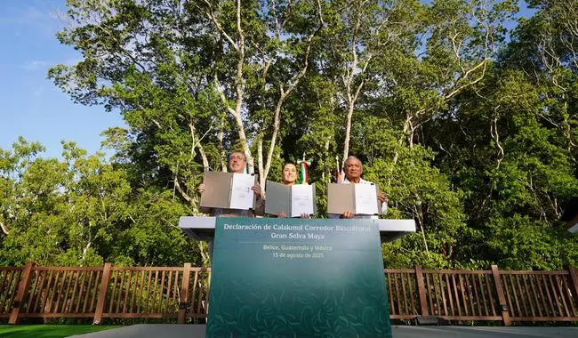 México, Guatemala y Belice crean el Corredor Biocultural de la Gran Selva Maya Contempla aproximadamente 5.7 millones de hectáreas del corazón de Mesoamérica. Foto: Gob. de México