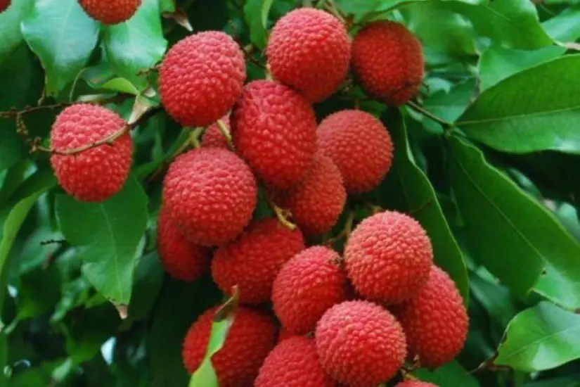 Litchis, cáscara rugosa por fuera y pulpa jugosa por dentro, el secreto de su gran aceptación mundial.