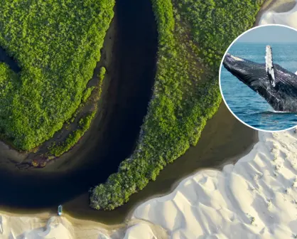 Bahía de Magdalena, en Baja California Sur; ¿qué hacer y cuál es la mejor época para acudir?