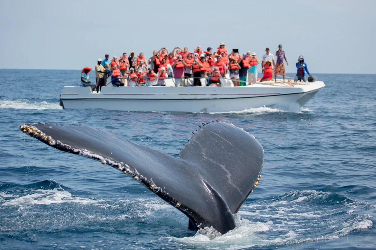 Observa ballenas en Sayulita. Foto: Cortesía