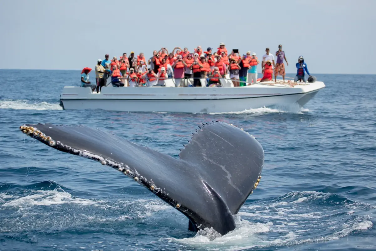 Observa ballenas en Sayulita. Foto: Cortesía