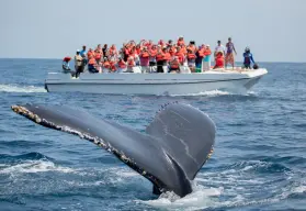 Explora Sayulita: el increíble Pueblo Mágico de Nayarit donde avistar ballenas