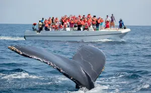 Explora Sayulita: el increíble Pueblo Mágico de Nayarit donde avistar ballenas