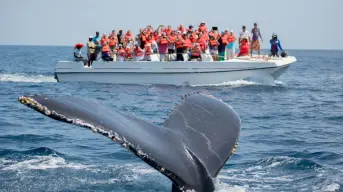 Explora Sayulita: el increíble Pueblo Mágico de Nayarit donde avistar ballenas