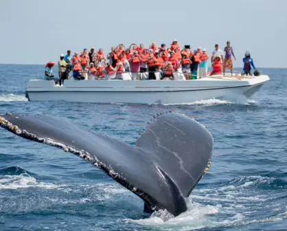 Explora Sayulita: el increíble Pueblo Mágico de Nayarit donde avistar ballenas