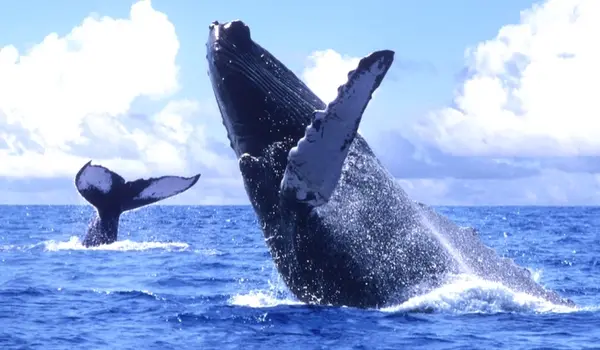 Aquí los detalles sobre el avistamiento de ballenas. Foto: Cortesía