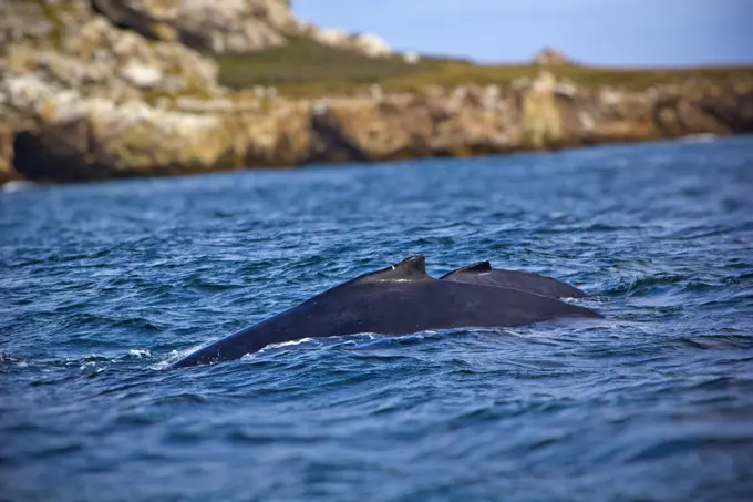 Recuerda cuidar del hábitat de la ballena. Foto: Cortesía