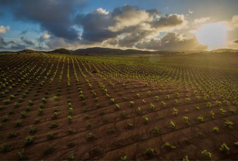 Disfruta de una experiencia de aventura en Valle de Guadalupe. Foto: Expedia. Disfruta de una experiencia de aventura en Valle de Guadalupe. Foto: Expedia.