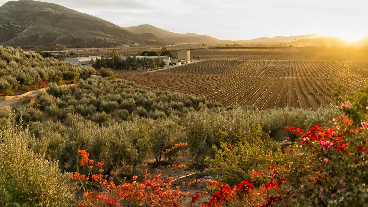 Disfruta de todas las actividades que puedes hacer en Valle de Guadalupe. Foto: Expedia.
