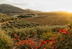 Valle de Guadalupe, en Baja California; ¿Dónde hospedarse en el paraíso del vino?