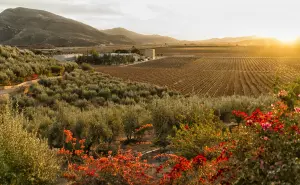 Valle de Guadalupe, en Baja California; ¿Dónde hospedarse en el paraíso del vino?