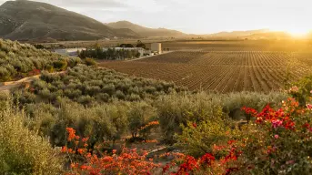 Valle de Guadalupe, en Baja California; ¿Dónde hospedarse en el paraíso del vino?