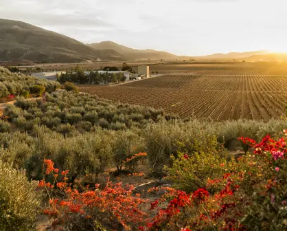 Valle de Guadalupe, en Baja California; ¿Dónde hospedarse en el paraíso del vino?