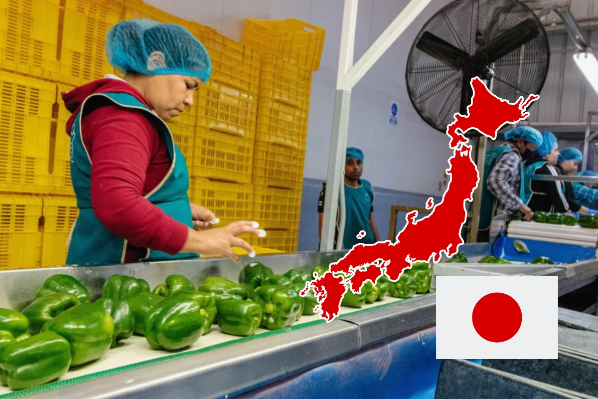 Sinaloa abre un nuevo puente comercial al exportar pimiento morrón a Japón. Foto: Cortesía