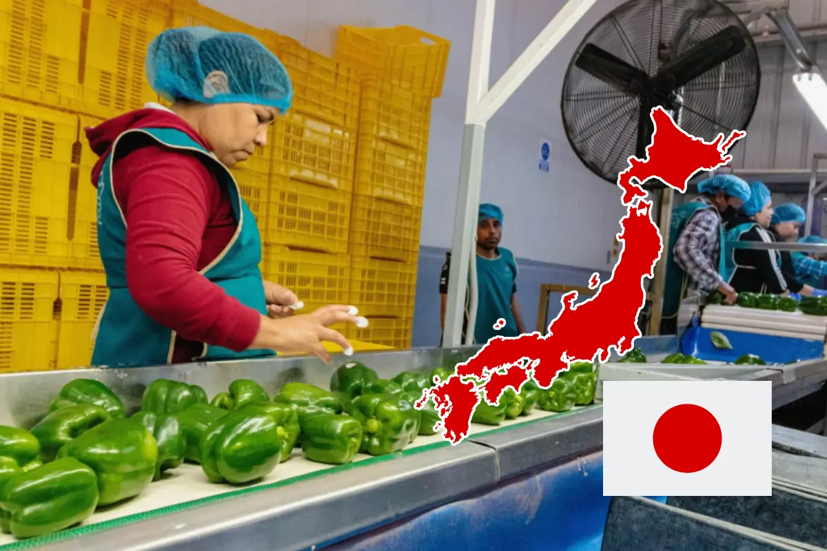 Sinaloa abre un nuevo puente comercial al exportar pimiento morrón a Japón. Foto: Cortesía