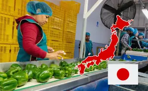 Sinaloa abre una nueva puerta comercial para exportar pimiento morrón a Japón
