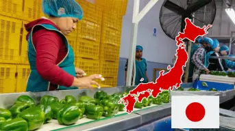 Sinaloa abre una nueva puerta comercial para exportar pimiento morrón a Japón