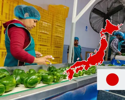 Sinaloa abre una nueva puerta comercial para exportar pimiento morrón a Japón