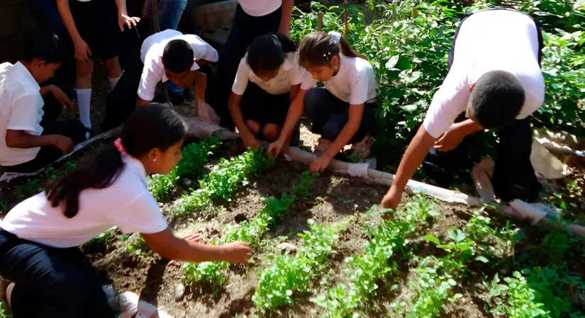 El Programa de Huertos Escolares es una herramienta que educa a través de técnicas de agricultura. Foto: Cortesía. 